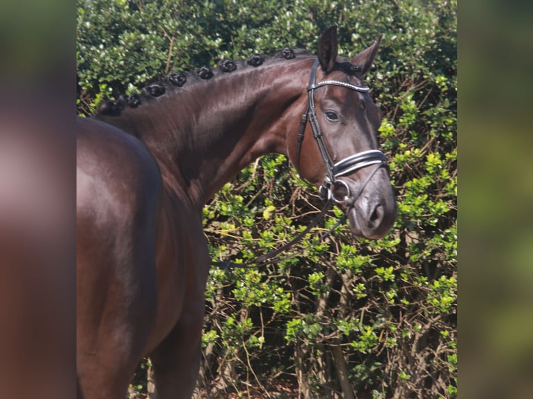 Hannoveriano Caballo castrado 3 años 170 cm Negro in Wettrup