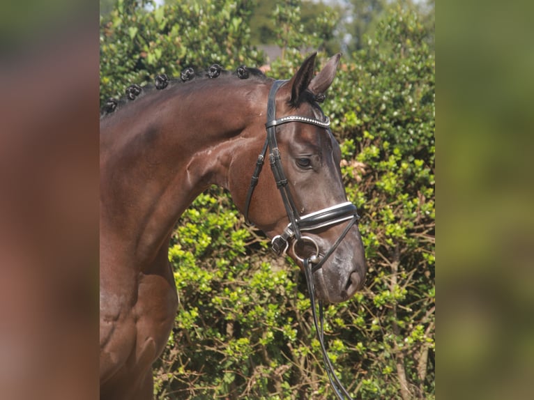Hannoveriano Caballo castrado 3 años 170 cm Negro in Wettrup
