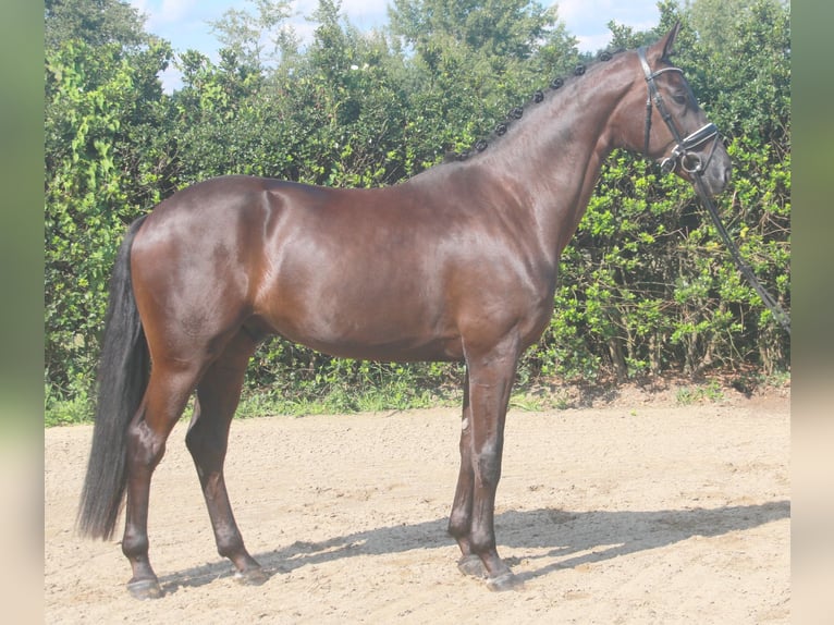 Hannoveriano Caballo castrado 3 años 170 cm Negro in Wettrup