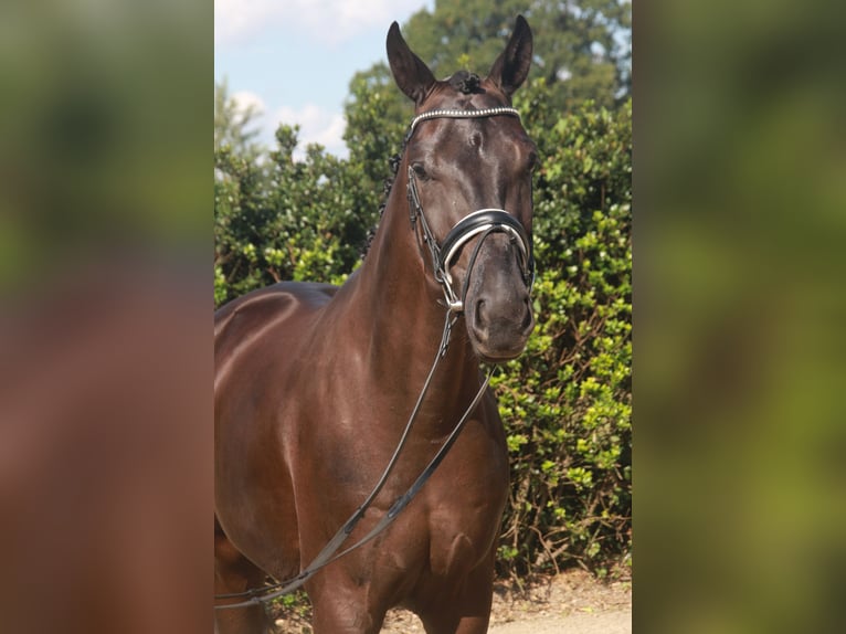 Hannoveriano Caballo castrado 3 años 170 cm Negro in Wettrup