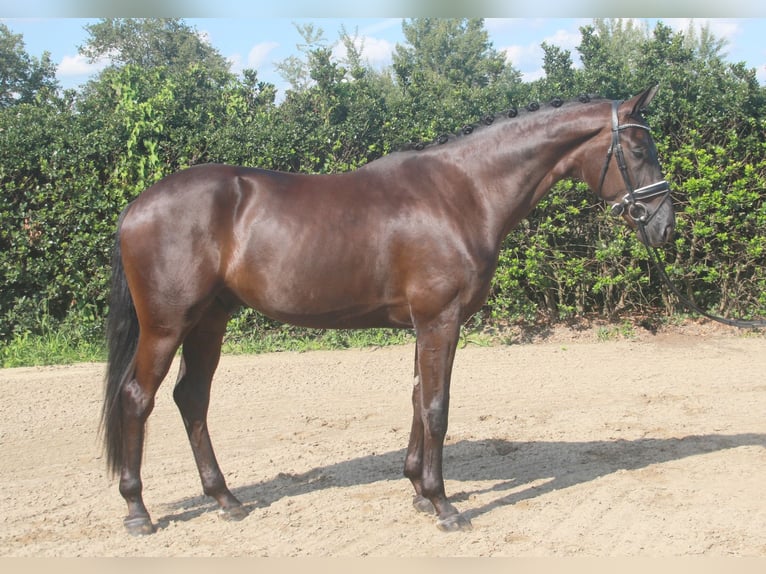 Hannoveriano Caballo castrado 3 años 170 cm Negro in Wettrup