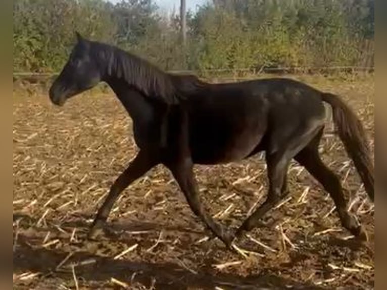 Hannoveriano Caballo castrado 3 años 170 cm Negro in Hamburg