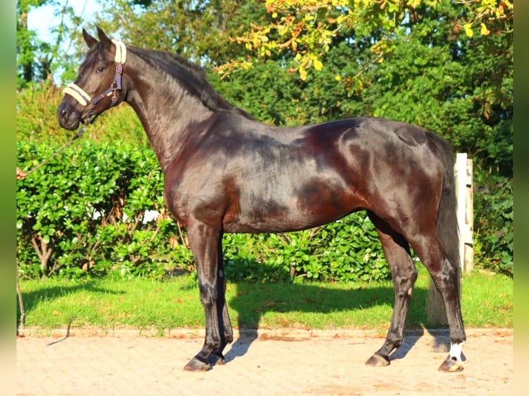 Hannoveriano Caballo castrado 3 años 170 cm Negro in Selsingen