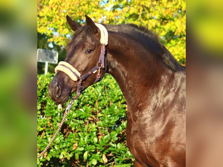 Hannoveriano Caballo castrado 3 años 170 cm Negro in Selsingen