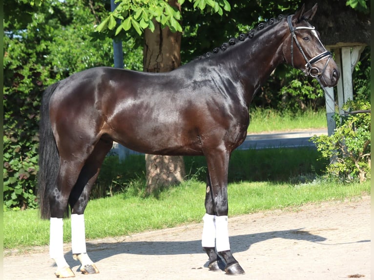 Hannoveriano Caballo castrado 3 años 170 cm Negro in Selsingen