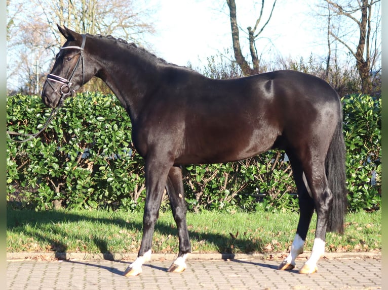 Hannoveriano Caballo castrado 3 años 170 cm Negro in Selsingen