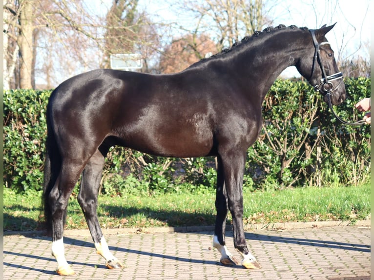 Hannoveriano Caballo castrado 3 años 170 cm Negro in Selsingen