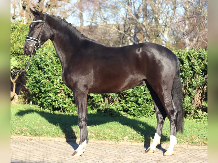 Hannoveriano Caballo castrado 3 años 170 cm Negro in Selsingen