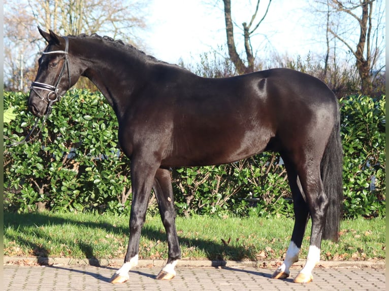 Hannoveriano Caballo castrado 3 años 170 cm Negro in Selsingen