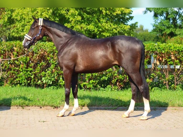 Hannoveriano Caballo castrado 3 años 170 cm Negro in Selsingen