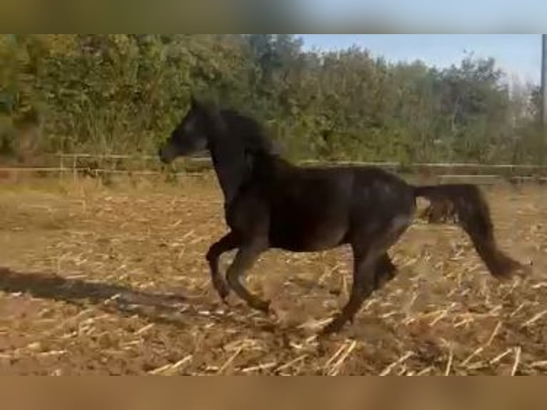 Hannoveriano Caballo castrado 3 años 170 cm Negro in Hamburg