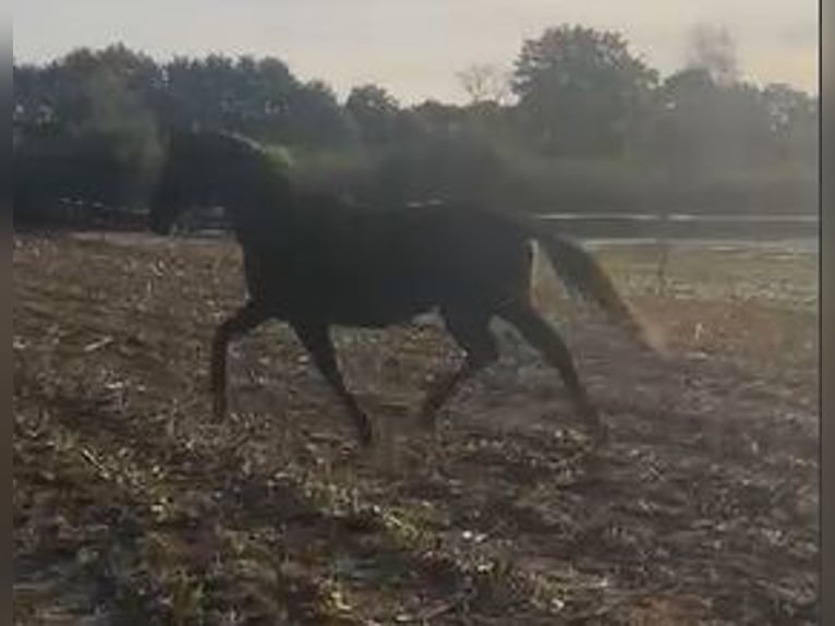 Hannoveriano Caballo castrado 3 años 170 cm Negro in Hamburg