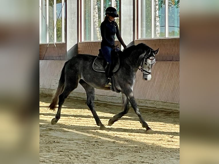 Hannoveriano Caballo castrado 3 años 170 cm Tordo in Greven