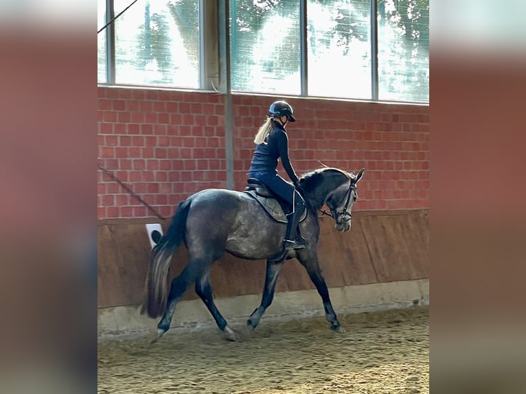 Hannoveriano Caballo castrado 3 años 170 cm Tordo in Greven