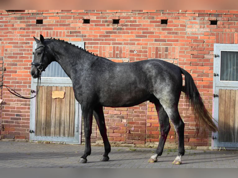 Hannoveriano Caballo castrado 3 años 170 cm Tordo in Dannenberg (Elbe)