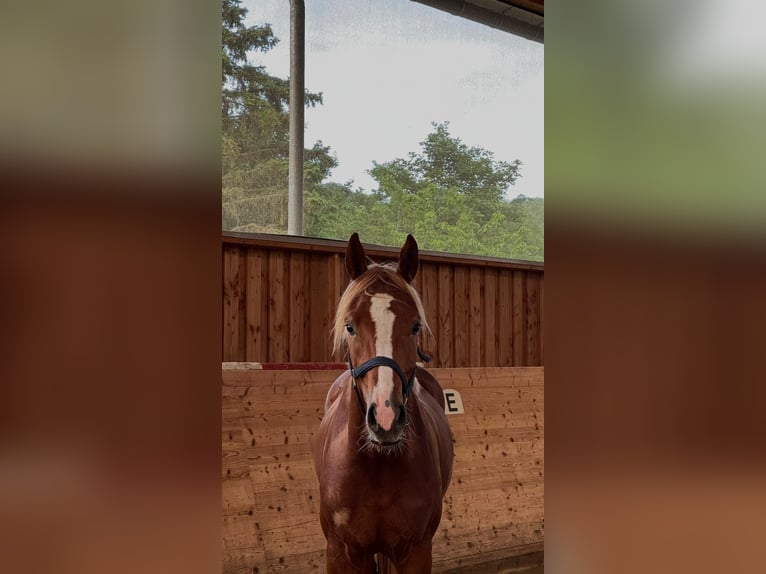 Hannoveriano Caballo castrado 3 años 171 cm Alazán in Ansbach