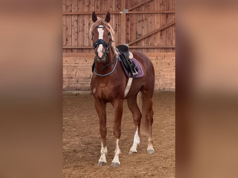 Hannoveriano Caballo castrado 3 años 171 cm Alazán in Ansbach