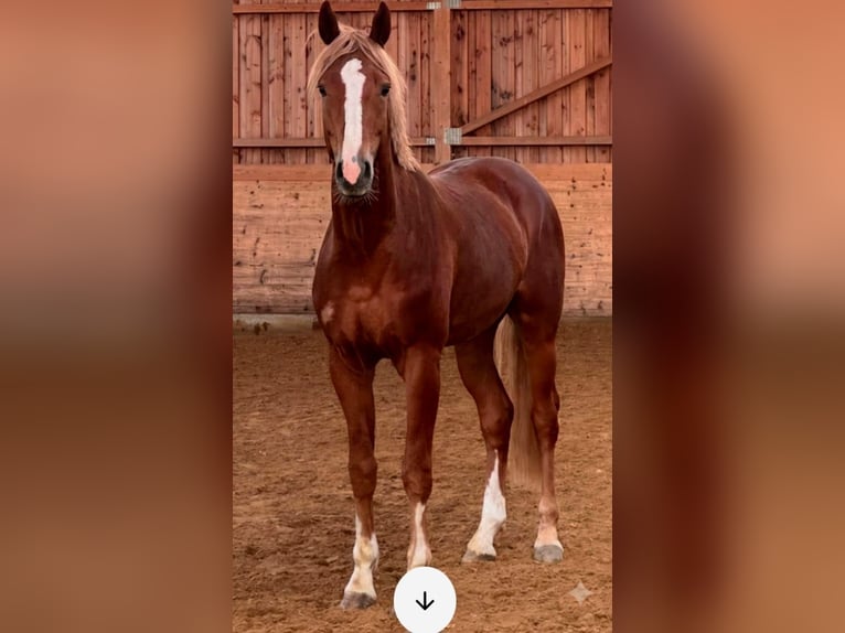 Hannoveriano Caballo castrado 3 años 171 cm Alazán in Ansbach