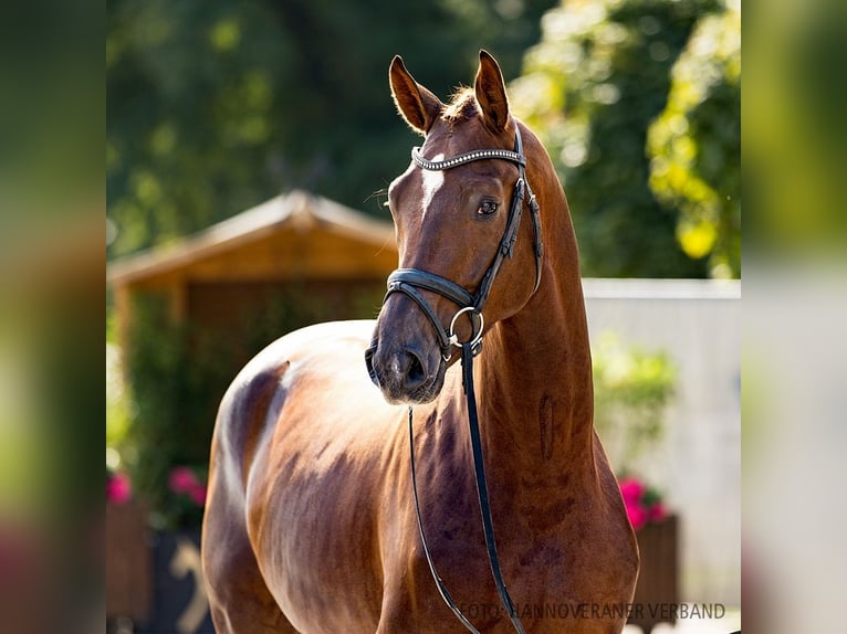 Hannoveriano Caballo castrado 3 años 171 cm Alazán in Verden