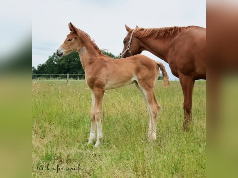 Hannoveriano Caballo castrado 3 años 171 cm Alazán in Wettringen