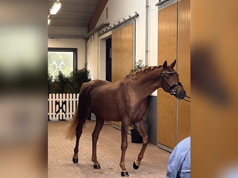 Hannoveriano Caballo castrado 3 años 171 cm Alazán-tostado in Lentföhrden
