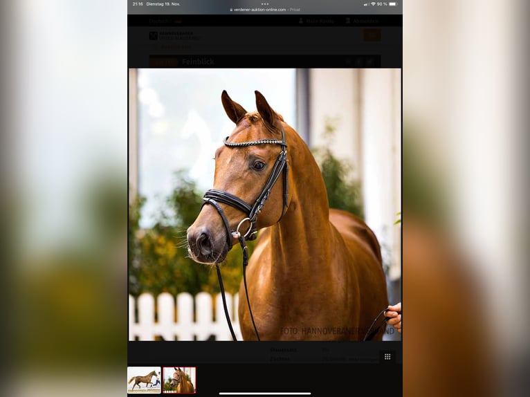 Hannoveriano Caballo castrado 3 años 171 cm Alazán-tostado in Lentföhrden