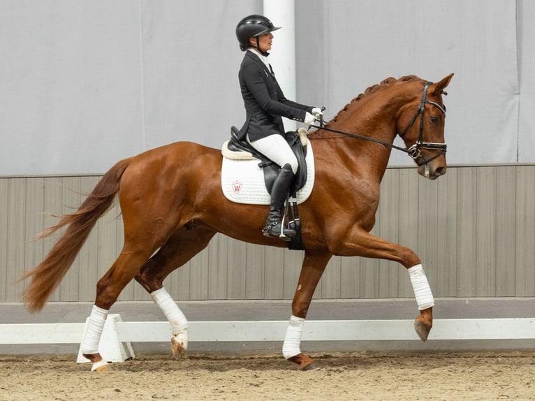 Hannoveriano Caballo castrado 3 años 171 cm Alazán-tostado in Münster-Handorf