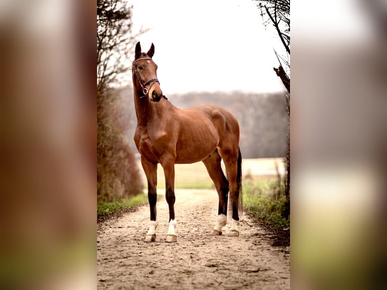 Hannoveriano Caballo castrado 3 años 171 cm Castaño in PerlPerl