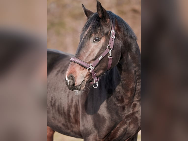 Hannoveriano Caballo castrado 3 años 171 cm Castaño oscuro in Sankt Augustin