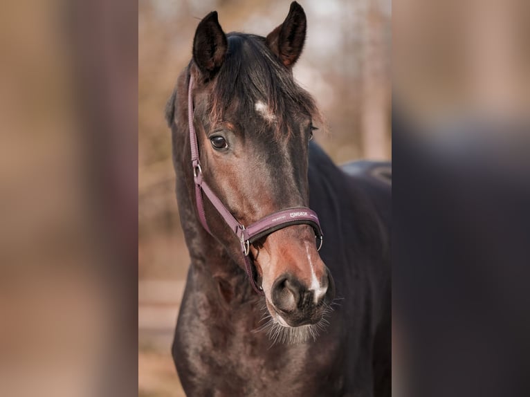 Hannoveriano Caballo castrado 3 años 171 cm Castaño oscuro in Sankt Augustin