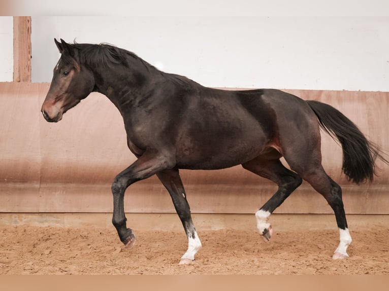 Hannoveriano Caballo castrado 3 años 171 cm Castaño oscuro in Sankt Augustin