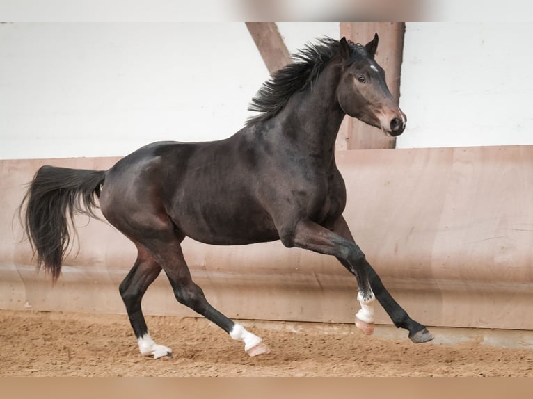 Hannoveriano Caballo castrado 3 años 171 cm Castaño oscuro in Sankt Augustin