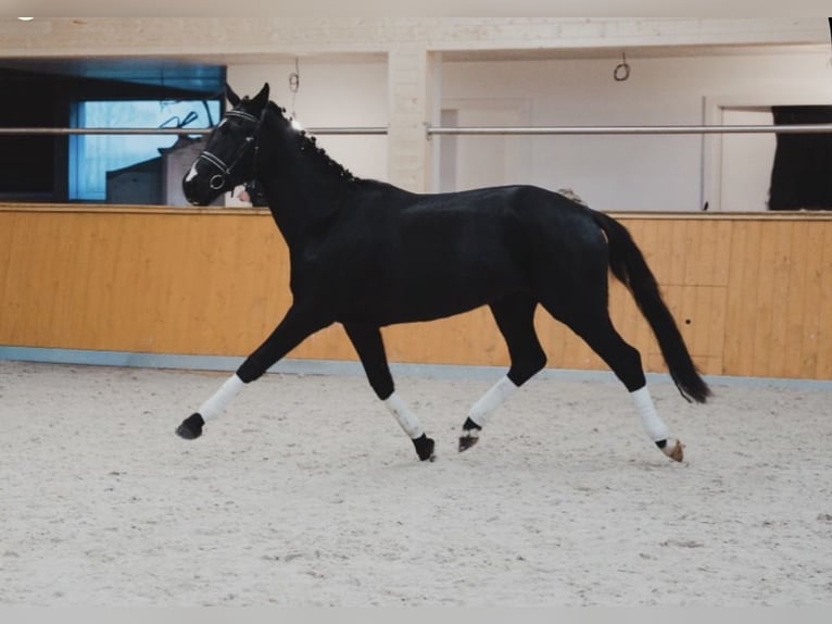 Hannoveriano Caballo castrado 3 años 171 cm Negro in Ovelgönne