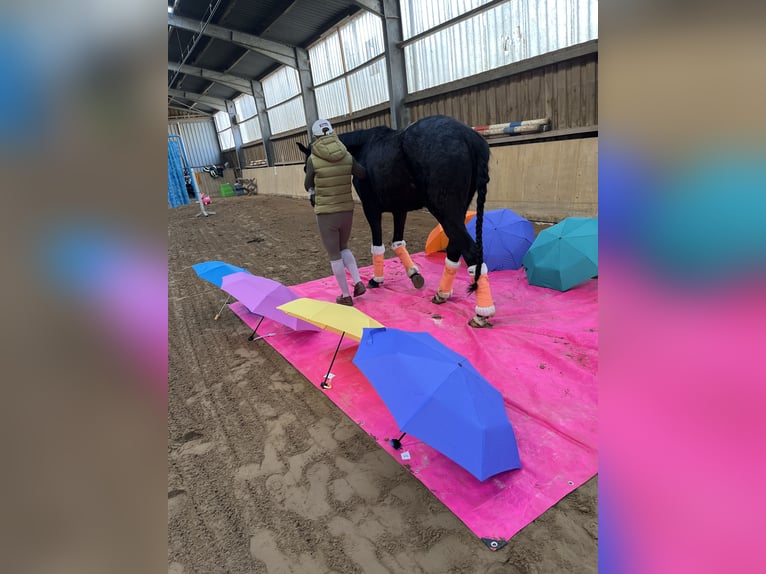 Hannoveriano Caballo castrado 3 años 171 cm Negro in Ovelgönne