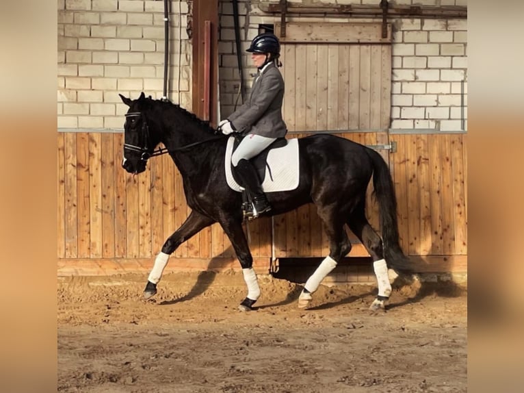 Hannoveriano Caballo castrado 3 años 171 cm Negro in Ovelgönne