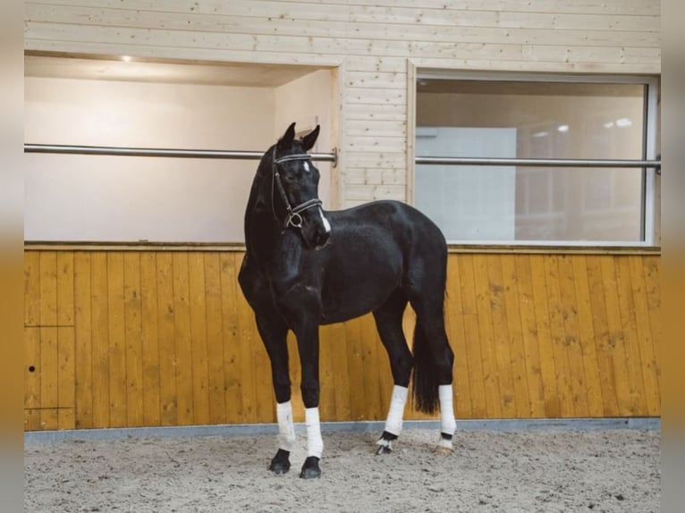 Hannoveriano Caballo castrado 3 años 171 cm Negro in Ovelgönne