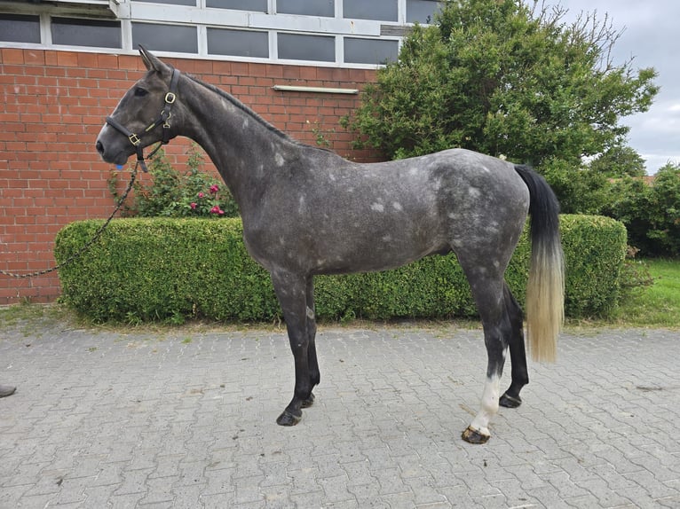 Hannoveriano Caballo castrado 3 años 171 cm Tordo rodado in Dornum Nesse