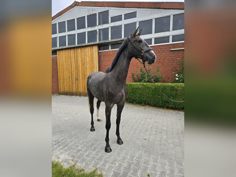 Hannoveriano Caballo castrado 3 años 171 cm Tordo rodado in Dornum Nesse