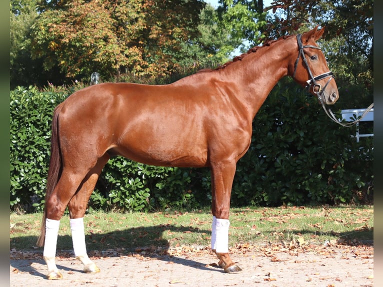 Hannoveriano Caballo castrado 3 años 172 cm Alazán in Selsingen