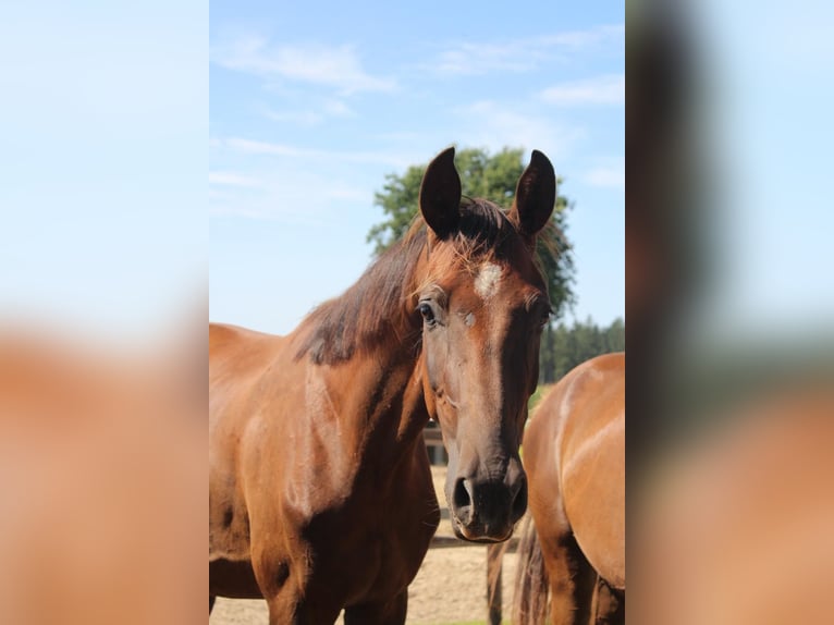 Hannoveriano Caballo castrado 3 años 172 cm Alazán-tostado in Hamersen