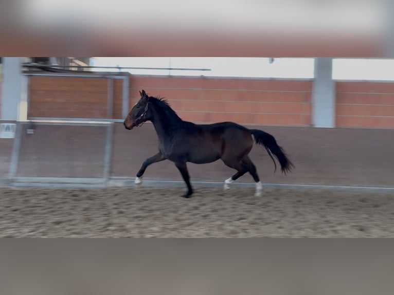 Hannoveriano Caballo castrado 3 años 172 cm Castaño in Langwedel