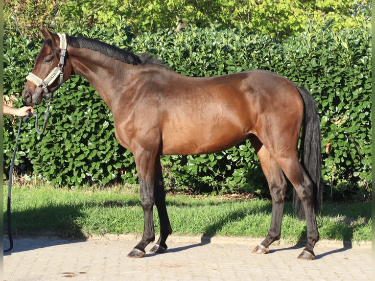 Hannoveriano Caballo castrado 3 años 172 cm Castaño in Selsingen