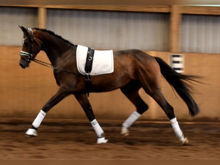 Hannoveriano Caballo castrado 3 años 172 cm Castaño in Fredenbeck