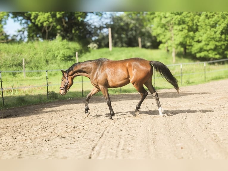 Hannoveriano Caballo castrado 3 años 172 cm Castaño in Wust Briest