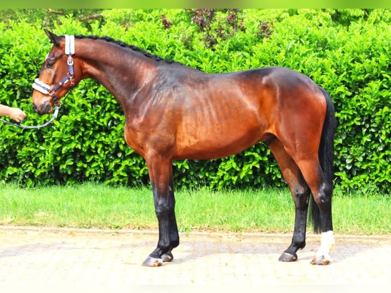 Hannoveriano Caballo castrado 3 años 172 cm Castaño in Selsingen