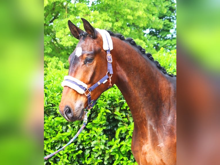 Hannoveriano Caballo castrado 3 años 172 cm Castaño in Selsingen