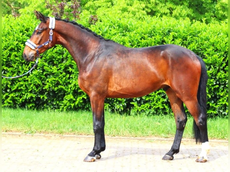 Hannoveriano Caballo castrado 3 años 172 cm Castaño in Selsingen