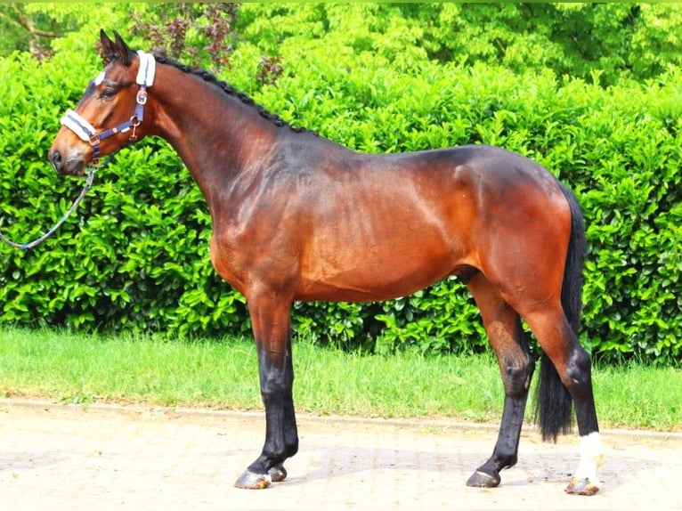 Hannoveriano Caballo castrado 3 años 172 cm Castaño in Selsingen