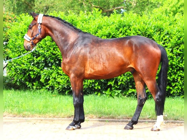 Hannoveriano Caballo castrado 3 años 172 cm Castaño in Selsingen