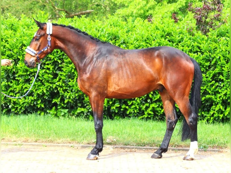 Hannoveriano Caballo castrado 3 años 172 cm Castaño in Selsingen